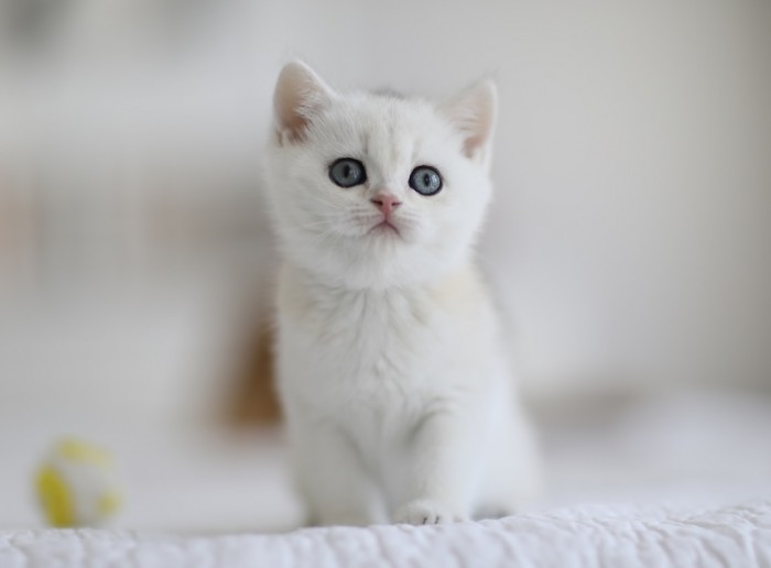 comprargatitos derazapura