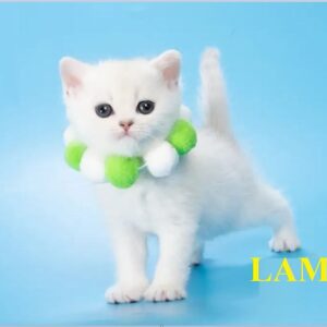 MEET LAMIA