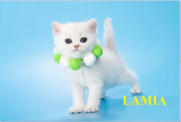 MEET LAMIA