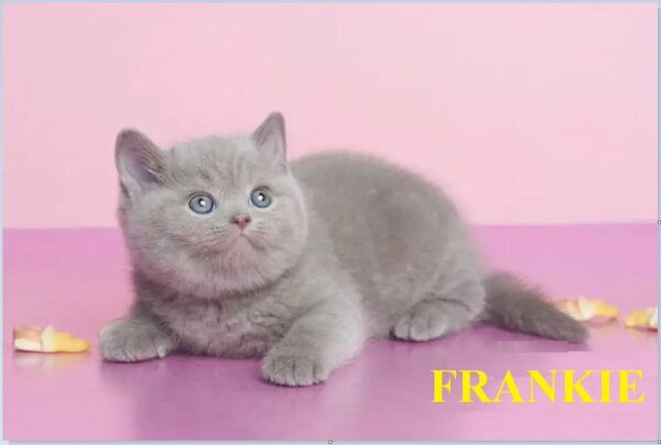 MEET FRANKIE