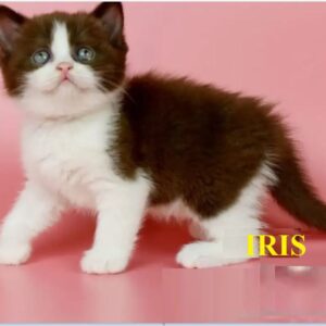 MEET IRIS