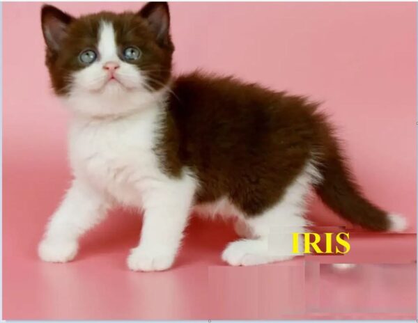 MEET IRIS