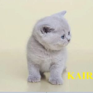 KAIRA