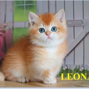 meet leonard