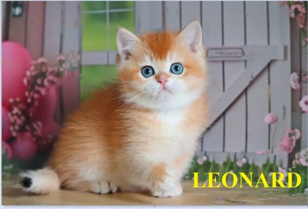 meet leonard