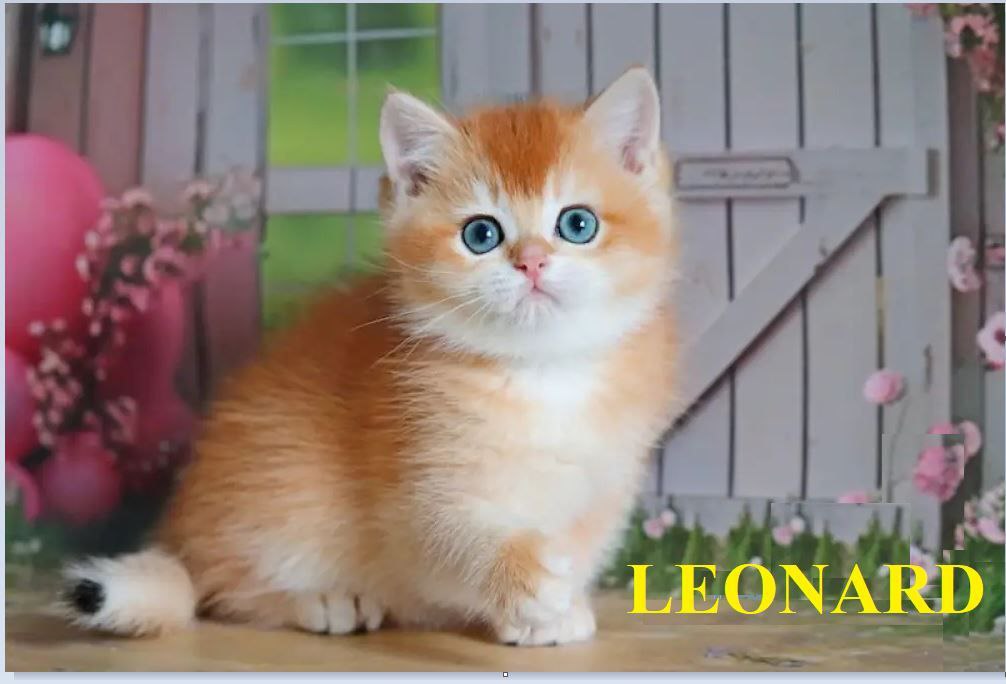 Leonoard