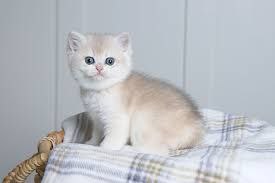 Puffy