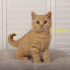 this is lydian