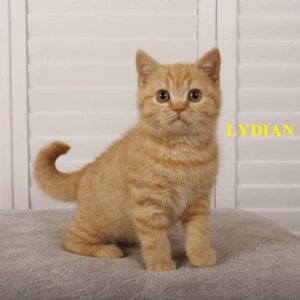 this is lydian