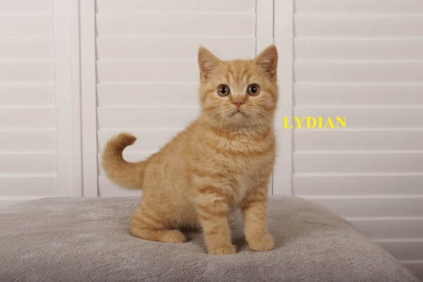 this is lydian
