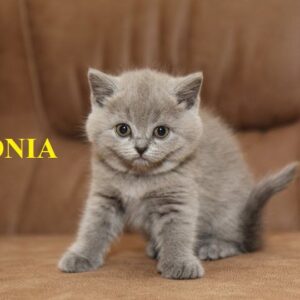sonia here is a british short hair