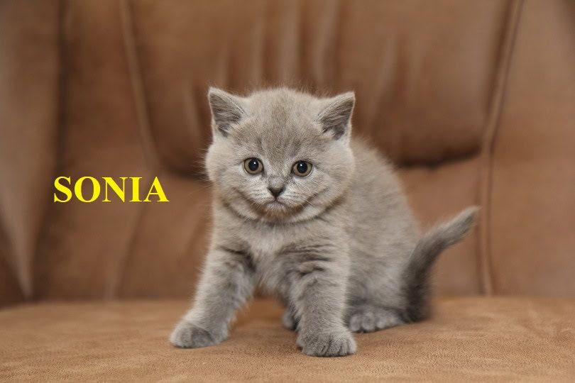 Sonia