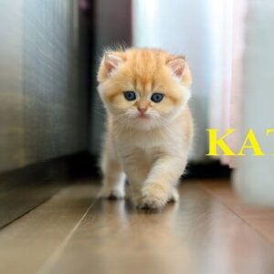 BRITISH SHORT HAIR CAT