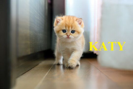 KATY
