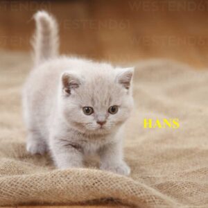 this is hans